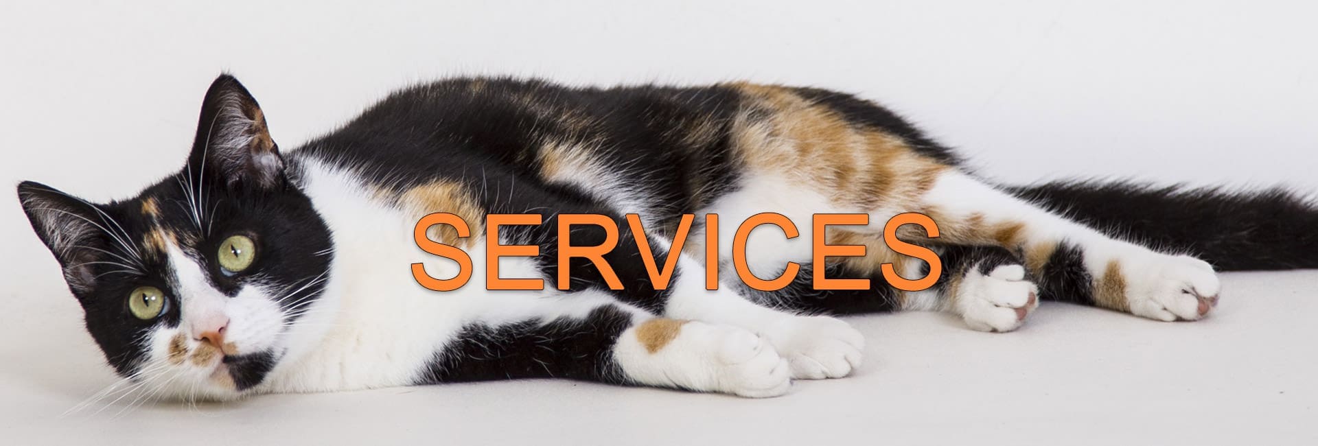 Happy Toms services banner