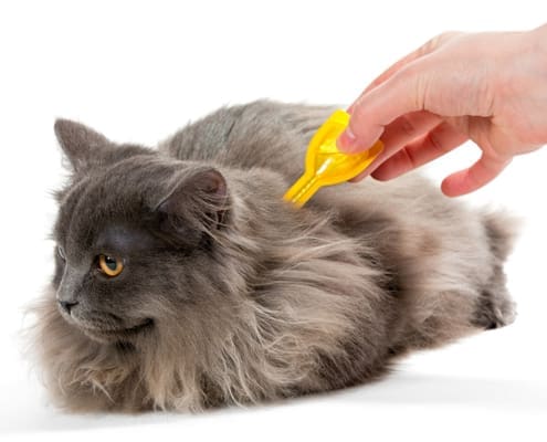 Cat Fleas the never ending battle