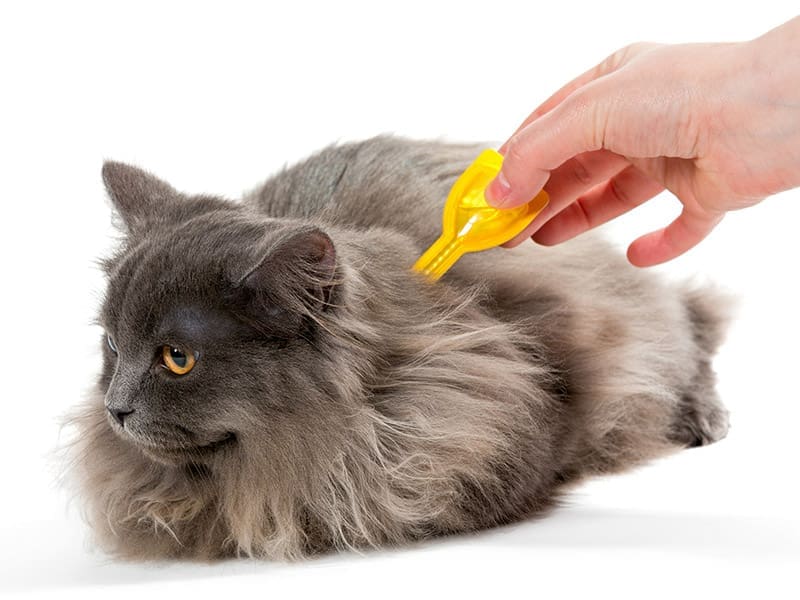 Cat Fleas the never ending battle