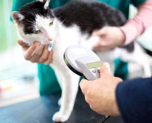 cat microchipping now mandatory