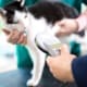 cat microchipping now mandatory