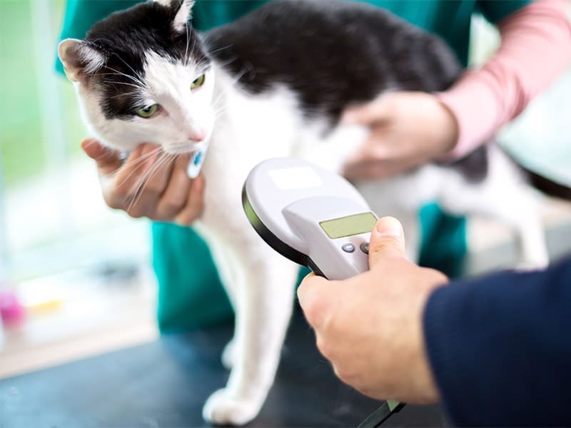 cat microchipping now mandatory