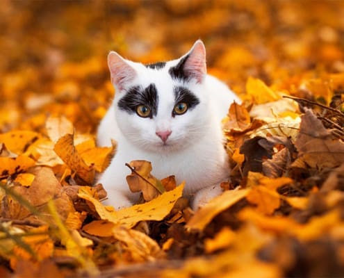 cat tips for Autumn