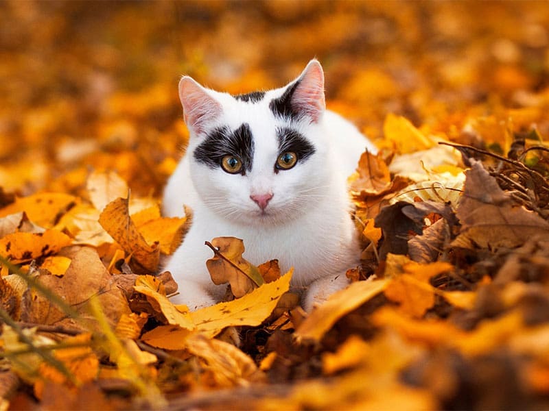 cat tips for Autumn