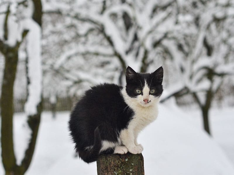 cat outside in the snow