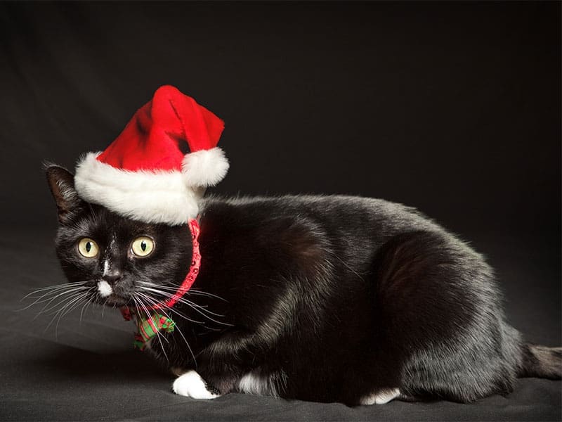 cat with santa hat on