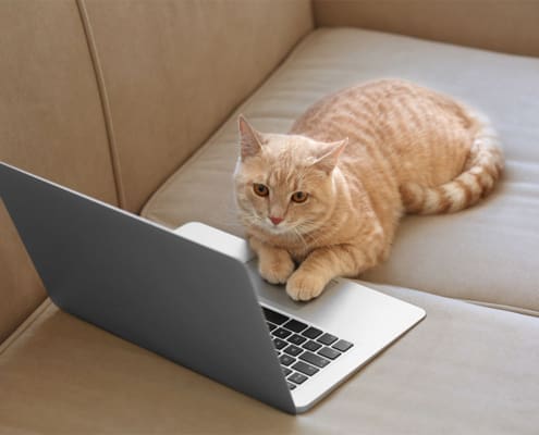 cat sitting prices - cat sitting by laptop