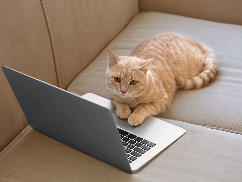 cat sitting prices - cat sitting by laptop