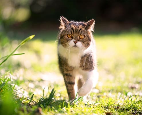 Happy Toms cat sitting cat in spring sunshine