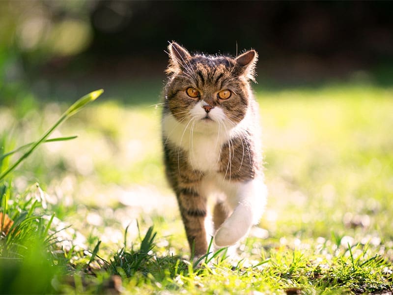 Happy Toms cat sitting cat in spring sunshine