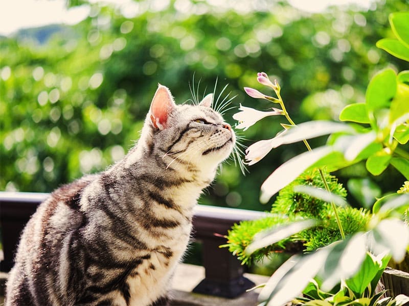 Happy Toms cat sitting cat sniffing plants