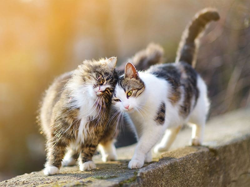 Happy Toms cat sitting two loveable cats in Spring